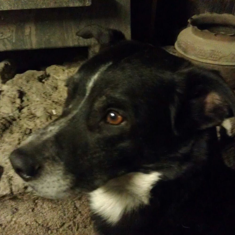 Meet your Posher, Taz